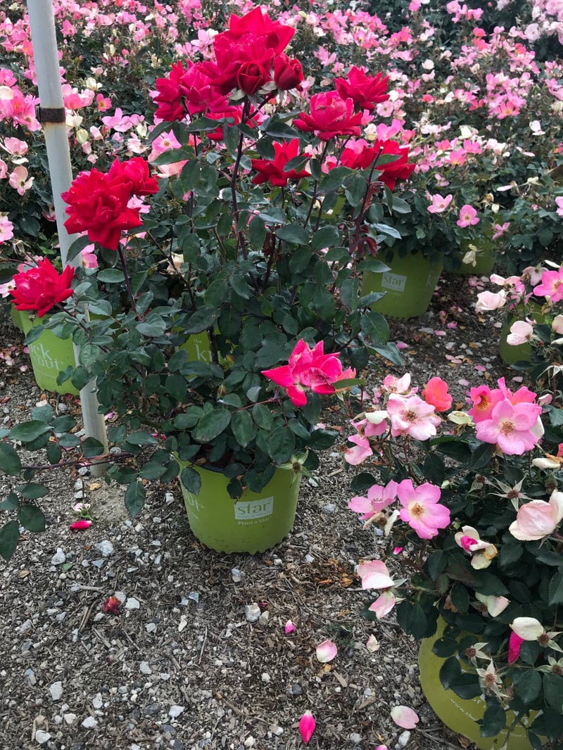 Photo for Rosa x 'Radtko' (Double Knock Out Rose)