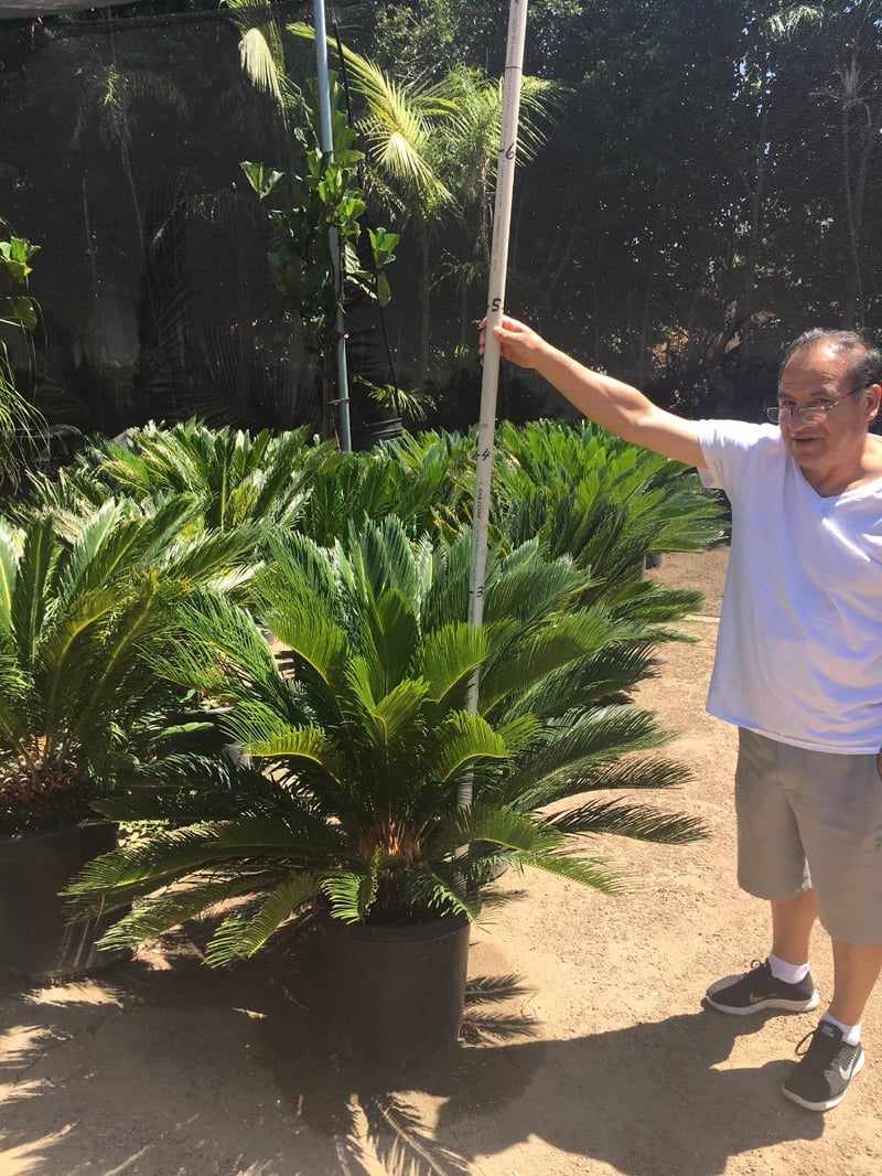 Photo for Cycas revoluta (Sago Palm)
