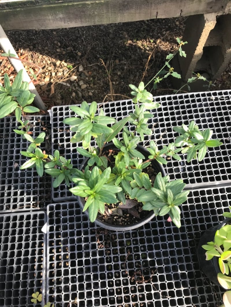 Photo for Lonicera japonica 'Halliana' (Japanese Honeysuckle)
