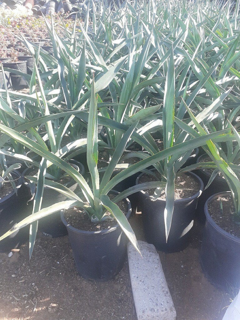 Photo for Agave tequilana (Blue Tequila Agave)