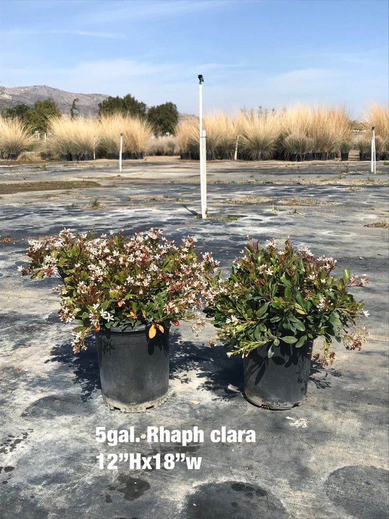 Photo for Raphiolepis indica 'Clara' (Clara Indian Hawthorn)