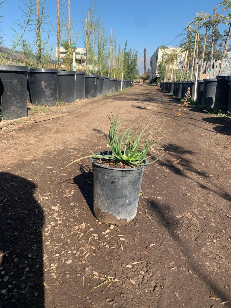 Photo for Bulbine frutescens 'Orange' (Stalked Bulbine)