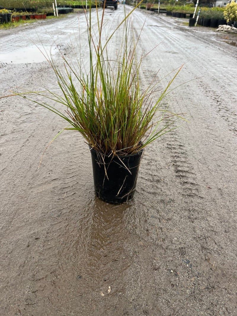 Photo for Festuca californica (California Fescue)