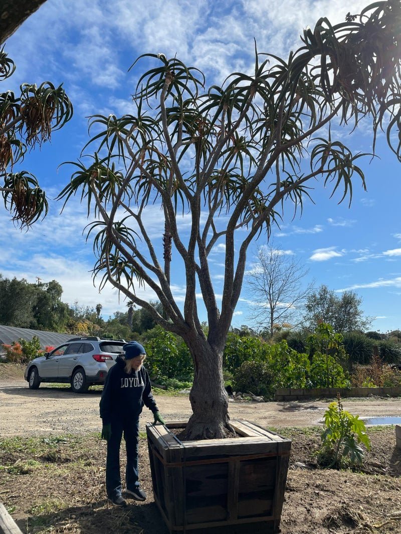 Photo for Aloe barberae (A. bainesii) (Tree Aloe)