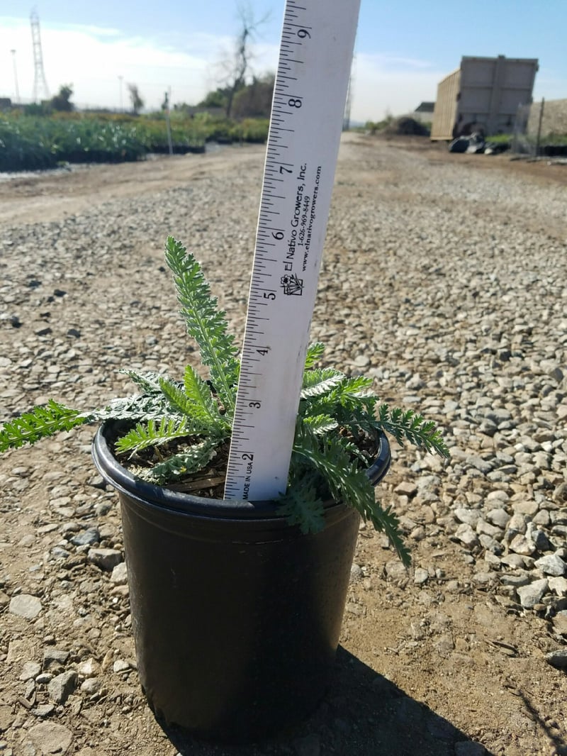 Photo for Achillea 'Moonshine' (Moonshine Yarrow)