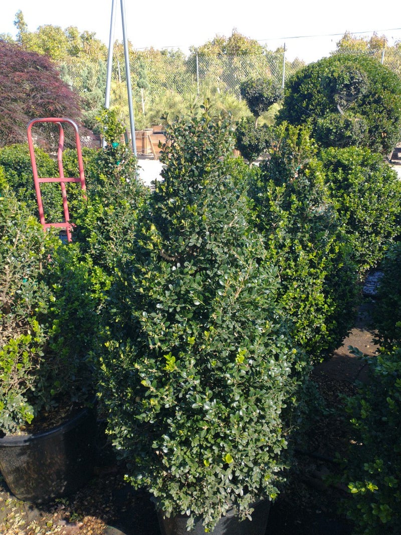 Photo for Buxus microphylla japonica 'Green Beauty' (Cone Topiary) (Cone Topiary Boxwood)