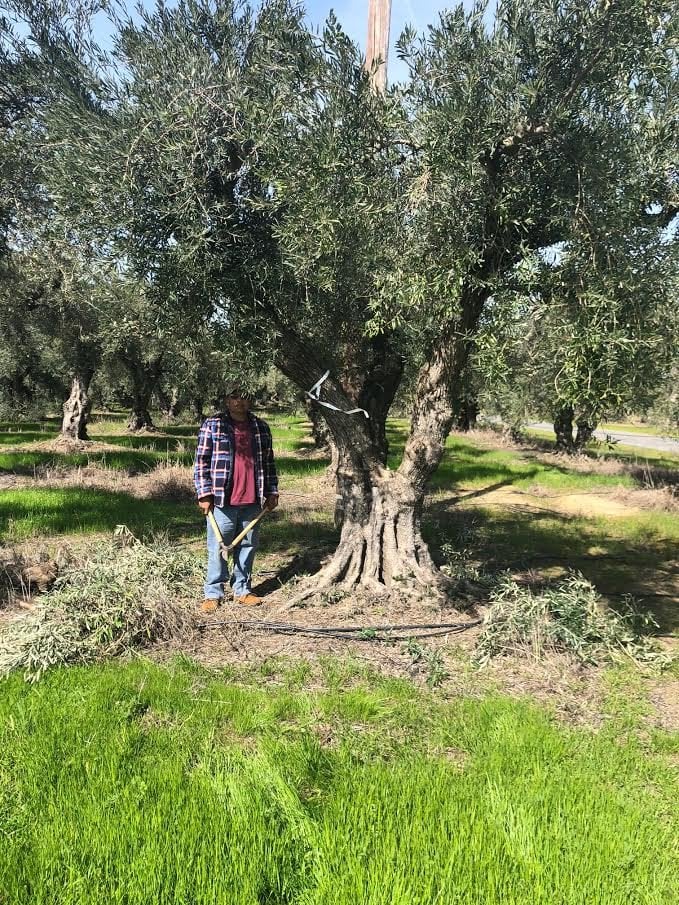Photo for Olea europaea 'Sevillano' - 100 year  (Sevillano Olive)