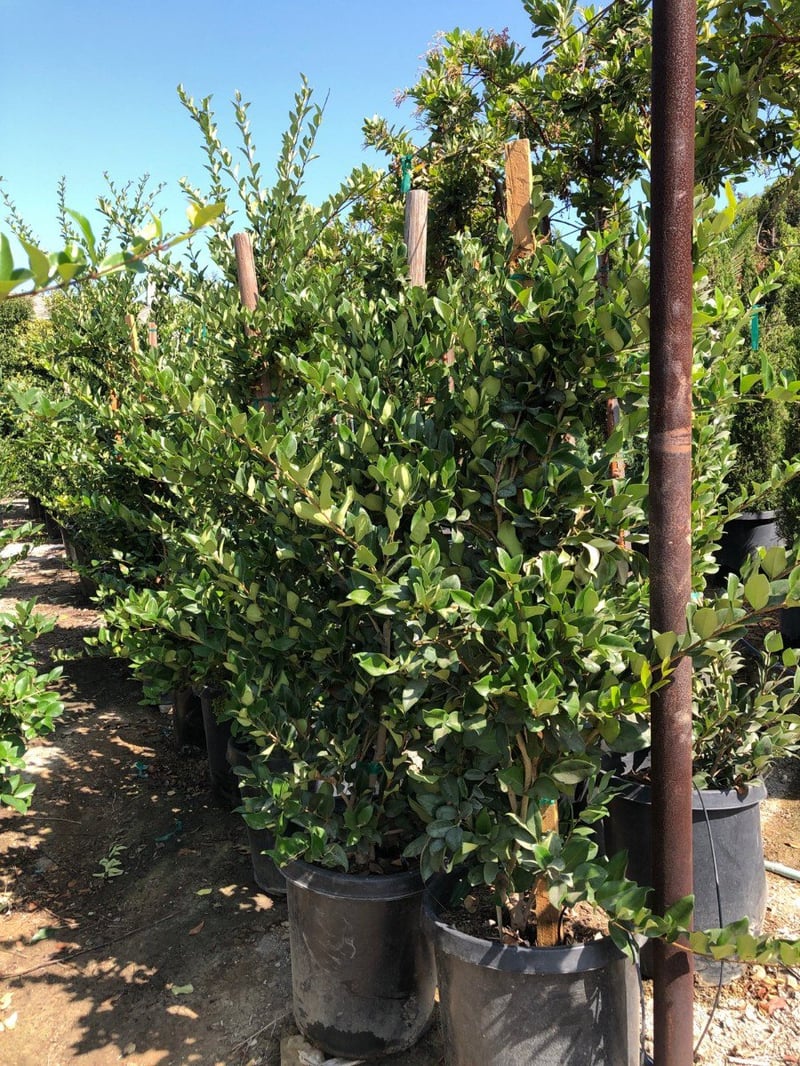 Photo for Ligustrum japonicum 'Texanum' (Waxleaf Privet)