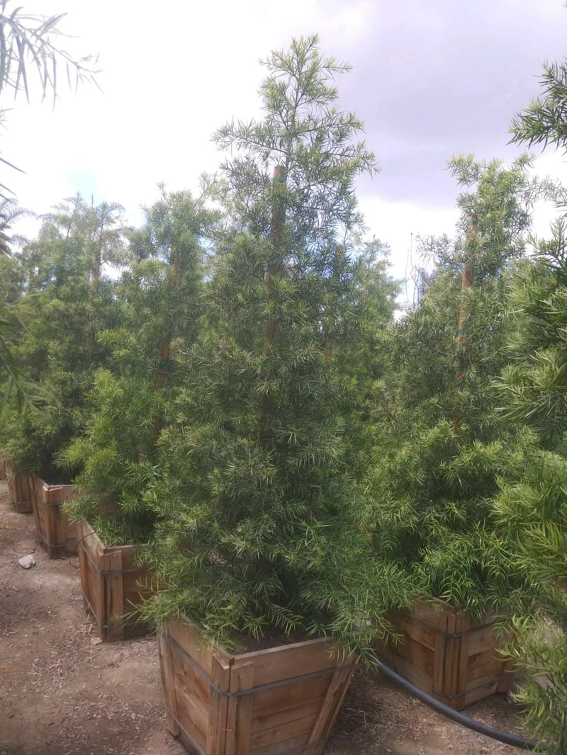 Photo for Podocarpus gracilior (Column) (Fern Pine)