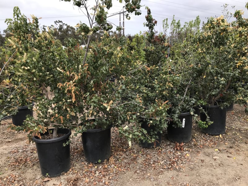 Photo for Prunus ilicifolia ssp lyonii (Catalina Cherry)