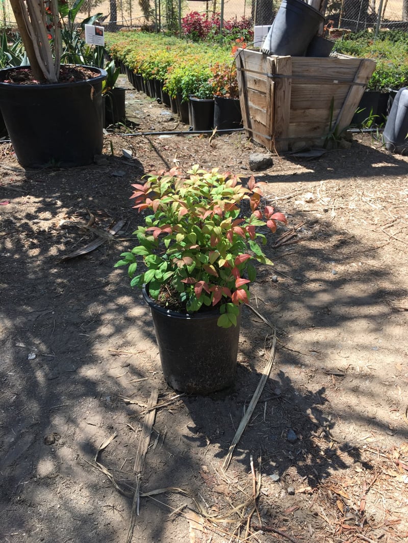 Photo for Nandina domestica 'Nana' (Dwarf Heavenly Bamboo)
