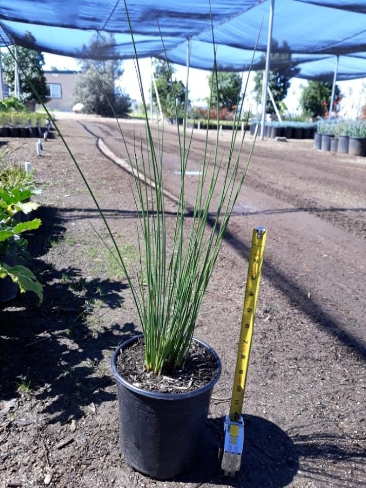 Photo for Juncus patens 'Elk Blue' (Elk Blue California Gray Rush)