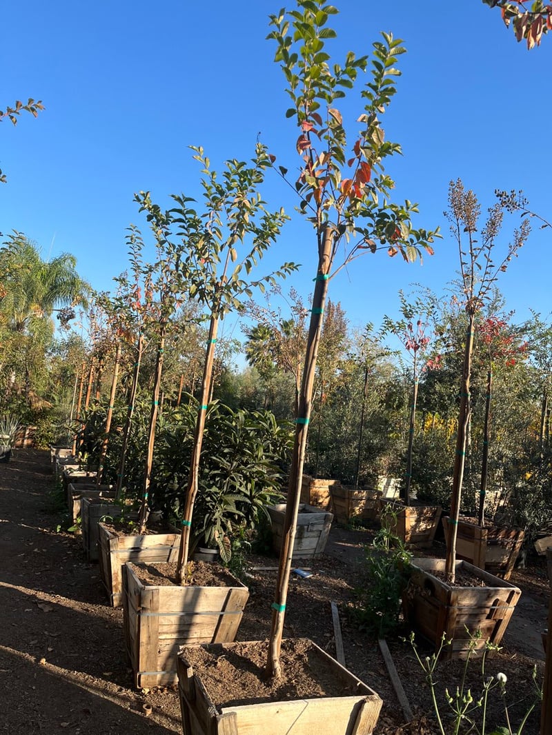 Photo for Lagerstroemia indica 'Zuni' (Standard) (Zuni Crape Myrtle)