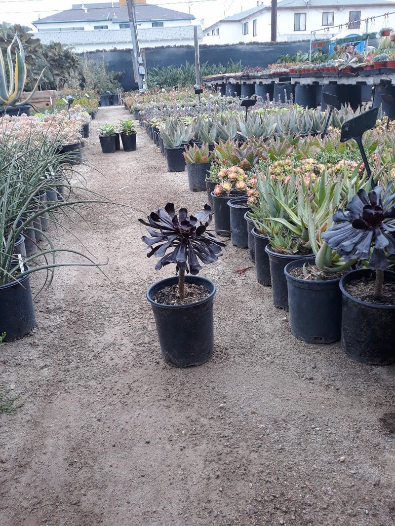Photo for Aeonium arboreum 'Zwartkop' (Black Rose Aeonium)