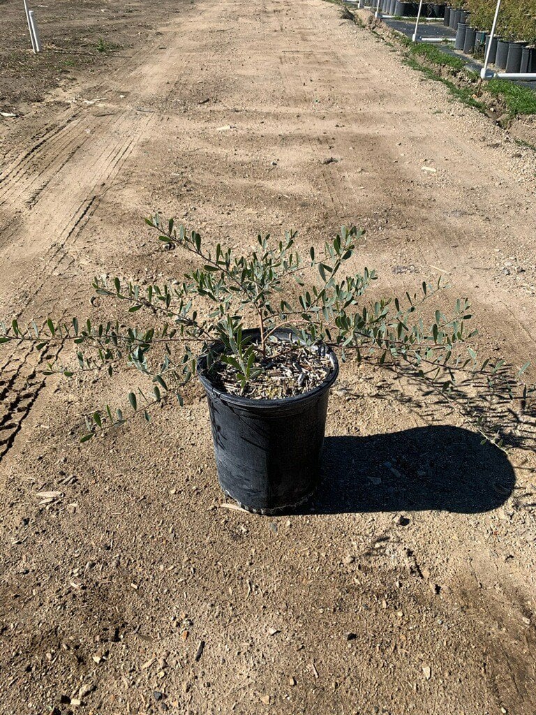 Photo for Acacia redolens 'Desert Carpet' (Desert Carpet Prostrate Acacia)
