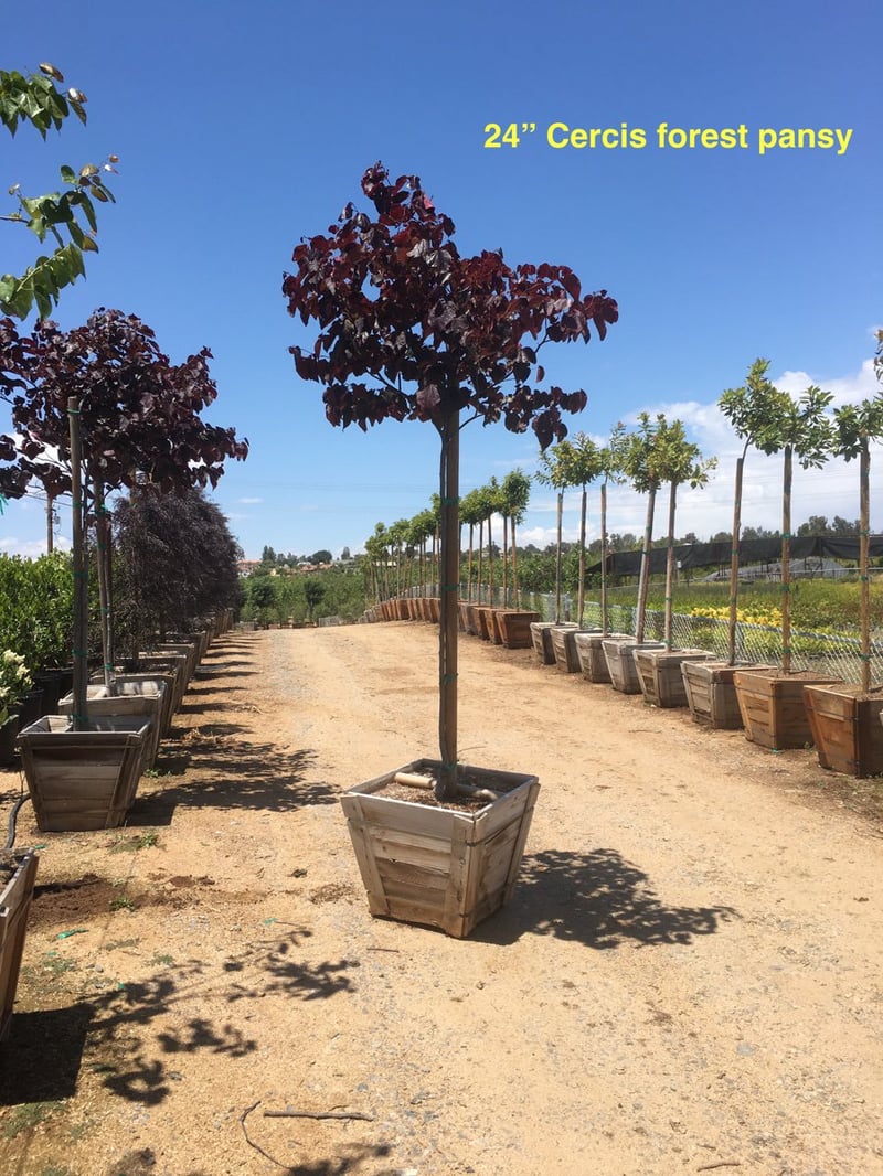 Photo for Cercis canadensis 'Forest Pansy' (Eastern Redbud 'Forest Pansy')