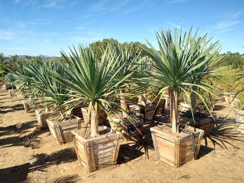 Photo for Dracaena draco (Dragon Tree)