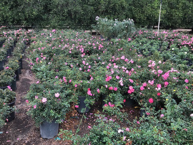 Photo for Rosa x 'NOA250092' (Flower Carpet Pink Supreme Ground Cover Rose)