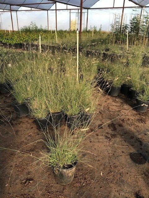 Photo for Bouteloua gracilis (Blue Gramma Grass)