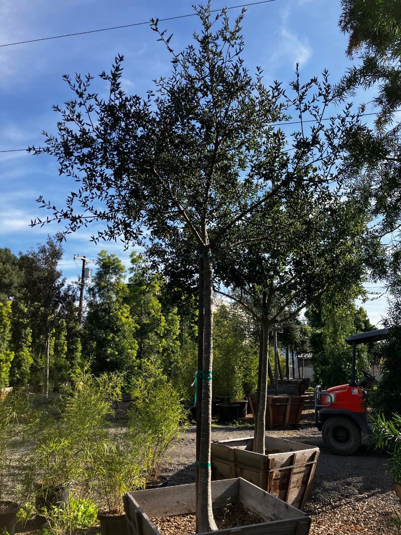 Photo for Quercus agrifolia (California Live Oak)