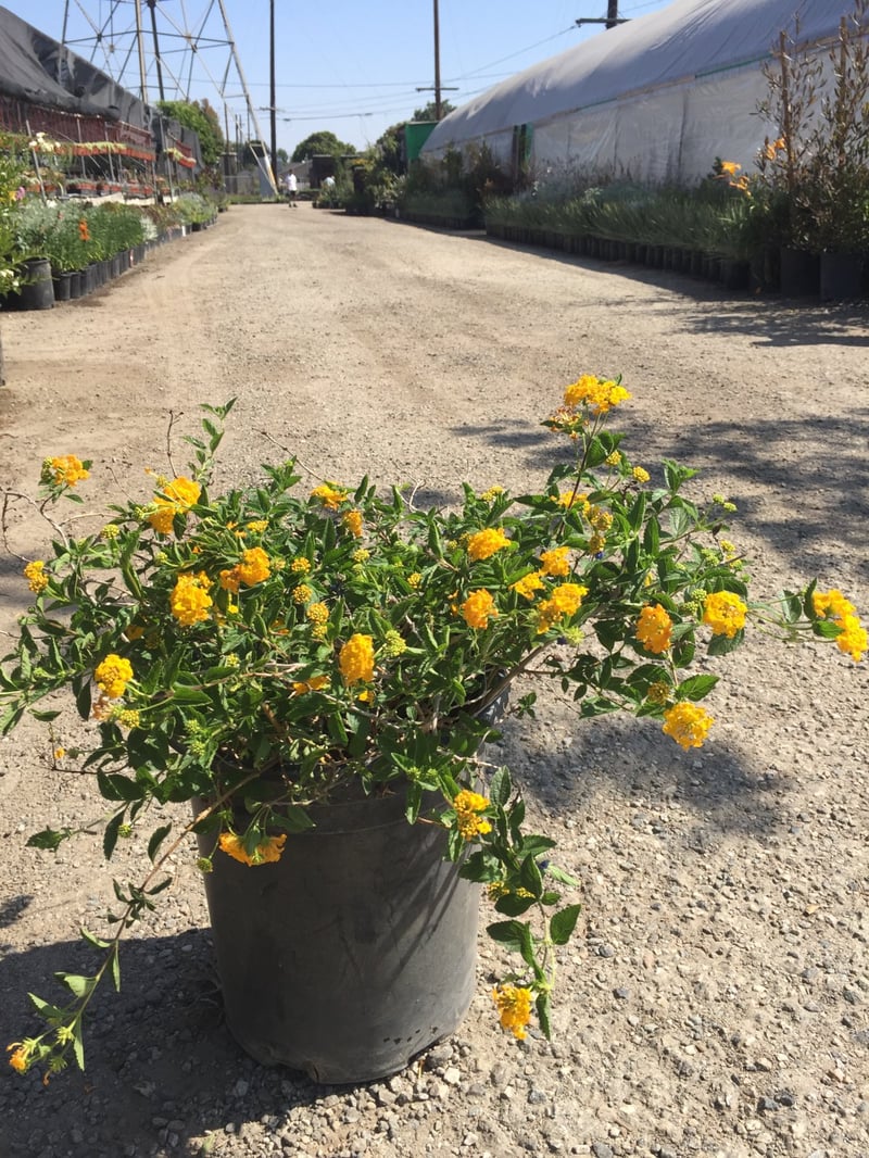Photo for Lantana camara 'Yellow Trailing' (Yellow Spreading Lantana)