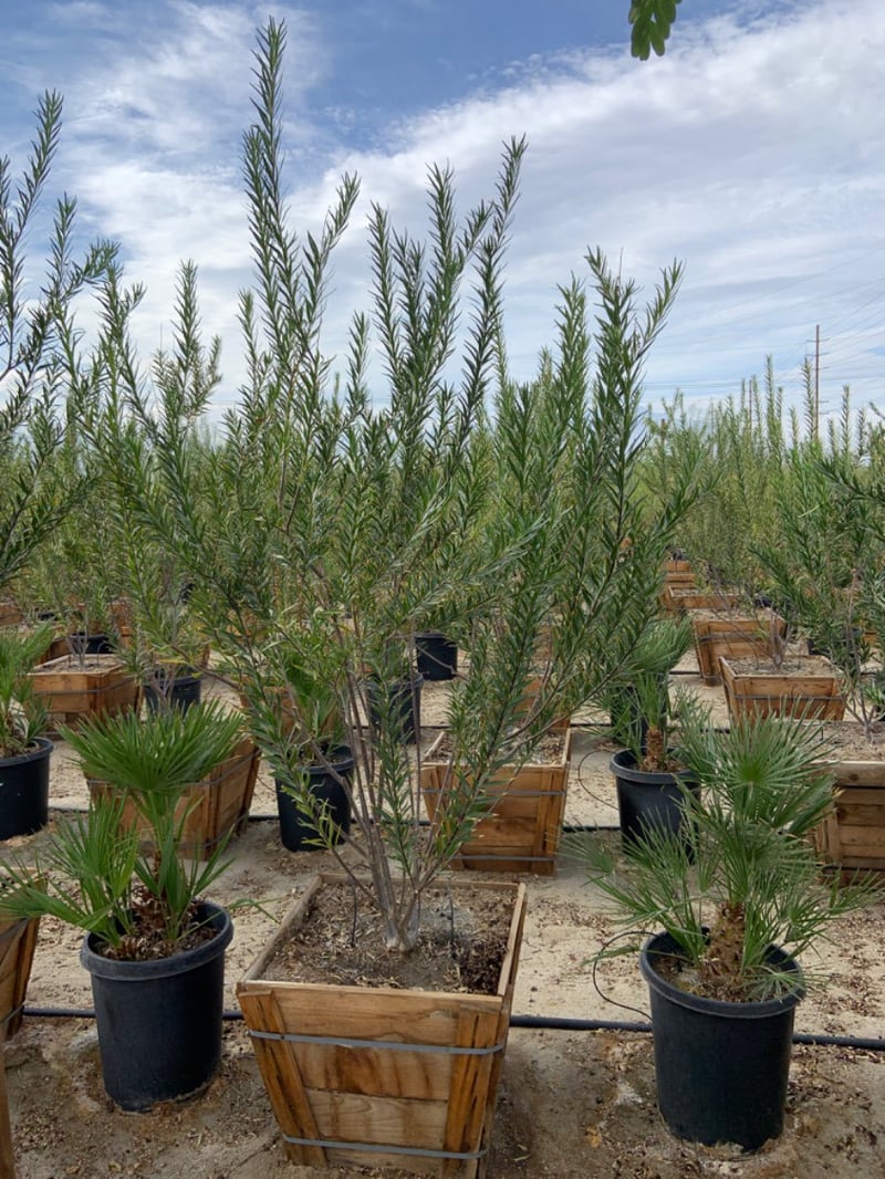 Photo for Chilopsis linearis 'Bubba' (Bubba Desert Willow)