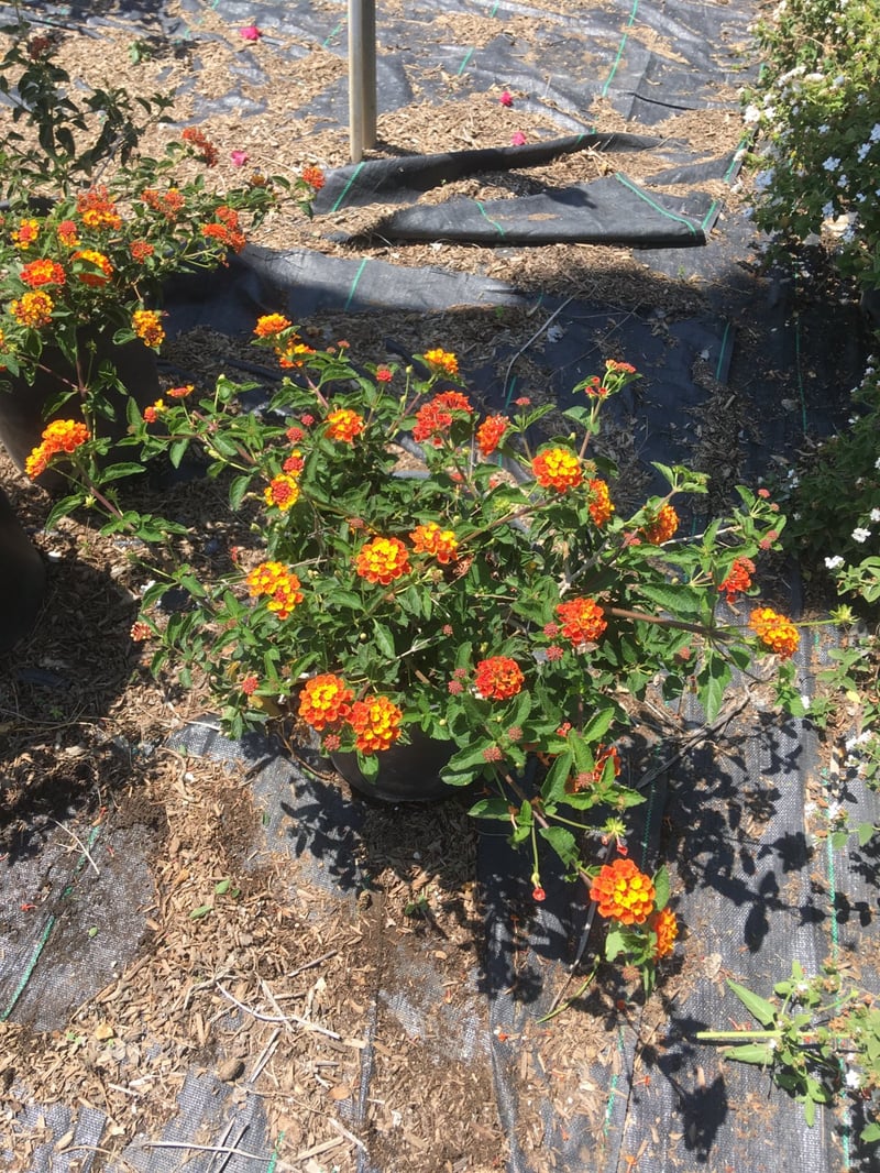 Photo for Lantana camara 'Radiation' (Radiation Bush Lantana)