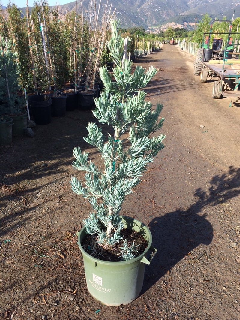 Photo for Podocarpus elongatus 'Monmal' (Column) (Icee Blue Yellow-Wood)