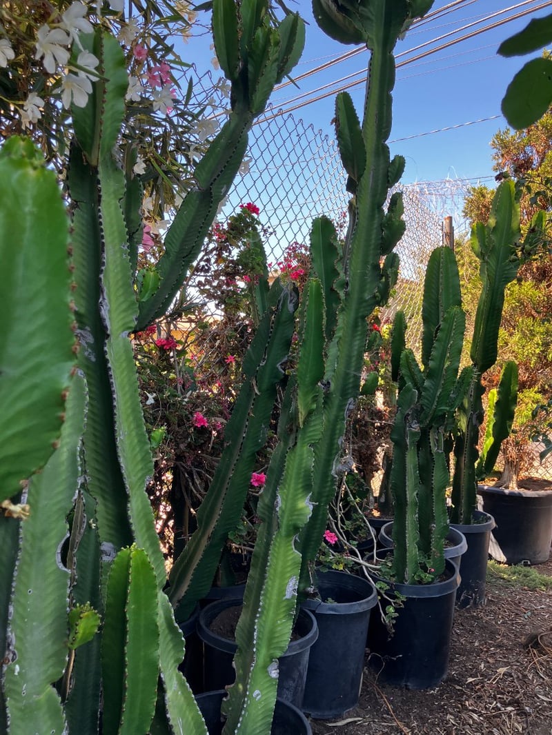 Photo for Euphorbia ingens (Candelabra Tree)