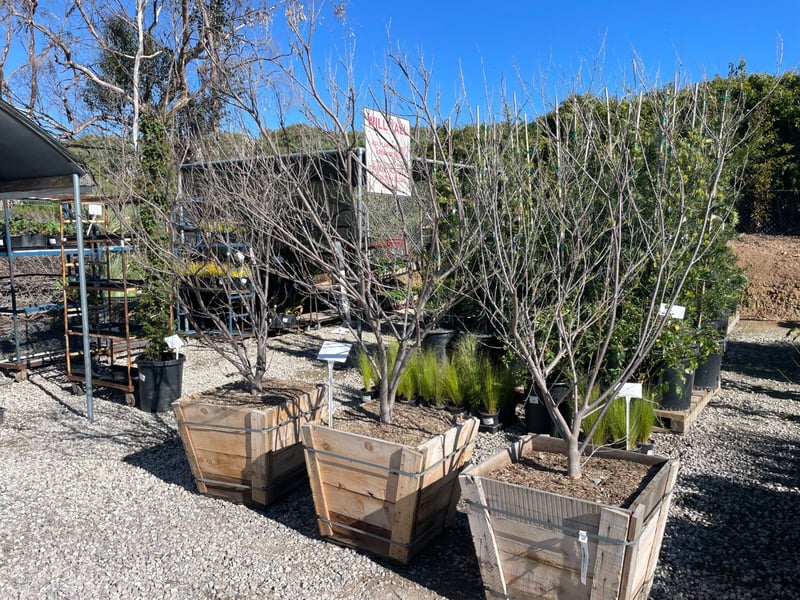 Photo for Chilopsis linearis 'Burgundy' (Multi) (Burgundy Desert Willow)