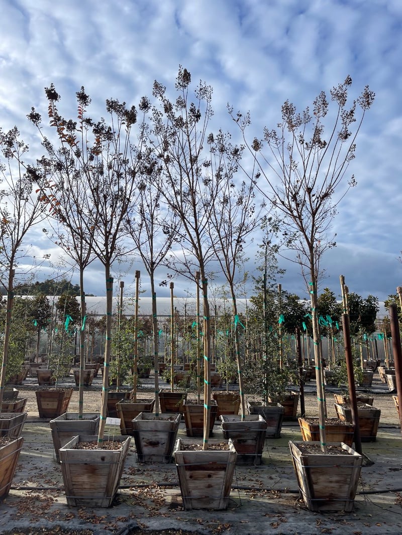 Photo for Lagerstroemia indica x fauriei 'Tuscarora' (Standard) (Tuscarora Crape Myrtle)