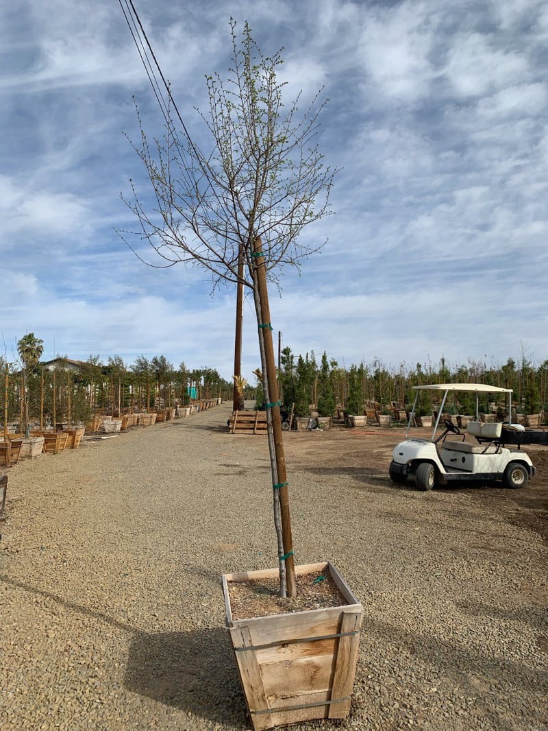 Photo for Ulmus parviflora (Chinese Elm)