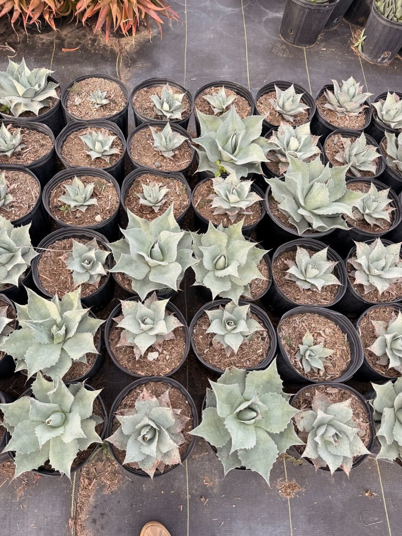 Photo for Agave ovatifolia 'Frosty Blue' (Frosty Blue Whale's Tongue Agave)
