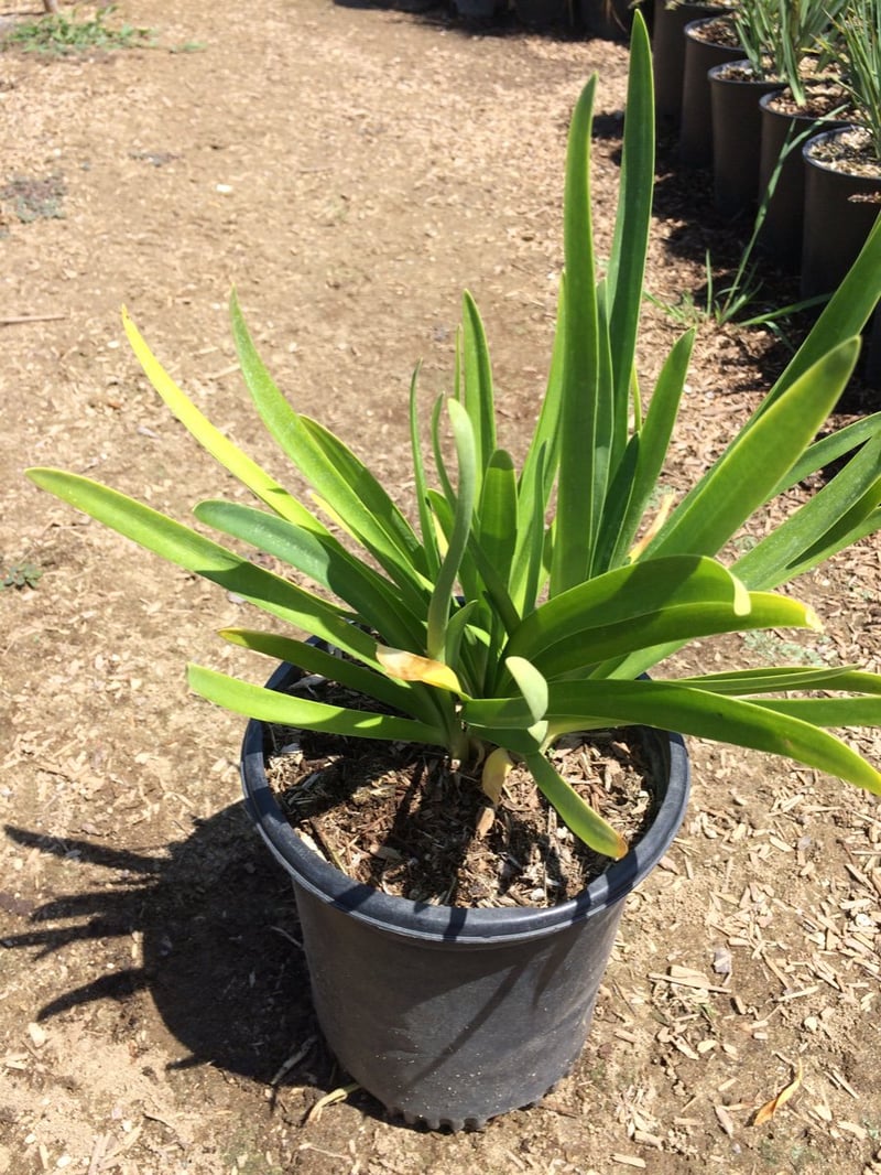 Photo for Agapanthus 'Peter Pan Blue' (Peter Pan Dwarf Lily of the Nile)