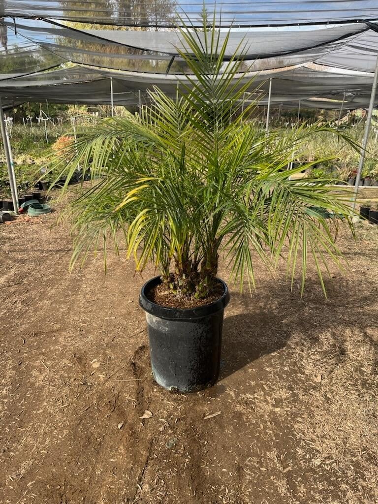 Photo for Phoenix roebelenii (Multi) (Pygmy Date Palm)