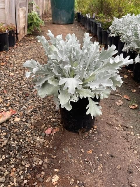 Photo for Centaurea ‘Snowy Owl’ (Snowy Owl Silver-Knapweed)