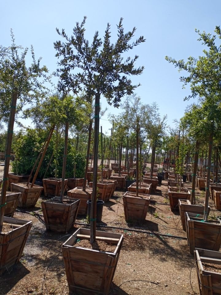 Photo for Quercus ilex (Holly Oak, Holm Oak)