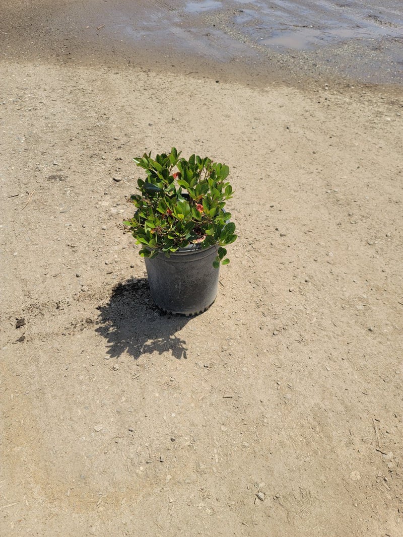 Photo for Rhaphiolepis indica 'Clara' (Clara Indian Hawthorn)