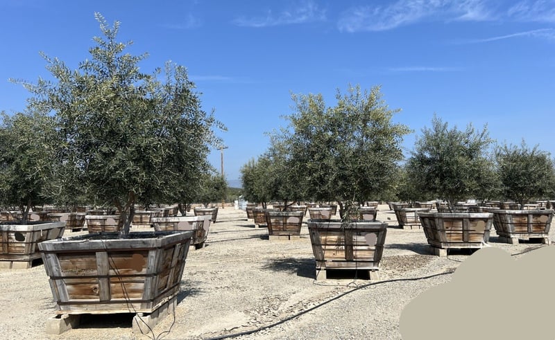 Photo for Olea europaea 'Swan Hill' (Standard) (Swan Hill Fruitless Olive)