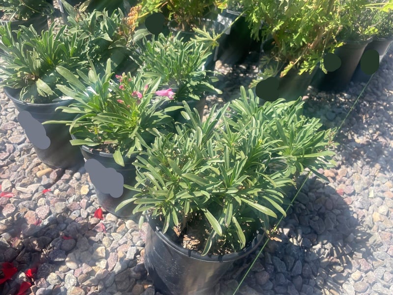 Photo for Penstemon spectabilis (Royal Beard Tongue)