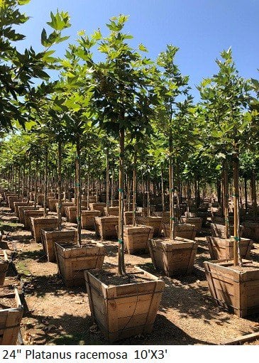 Photo for Platanus racemosa (California Sycamore)