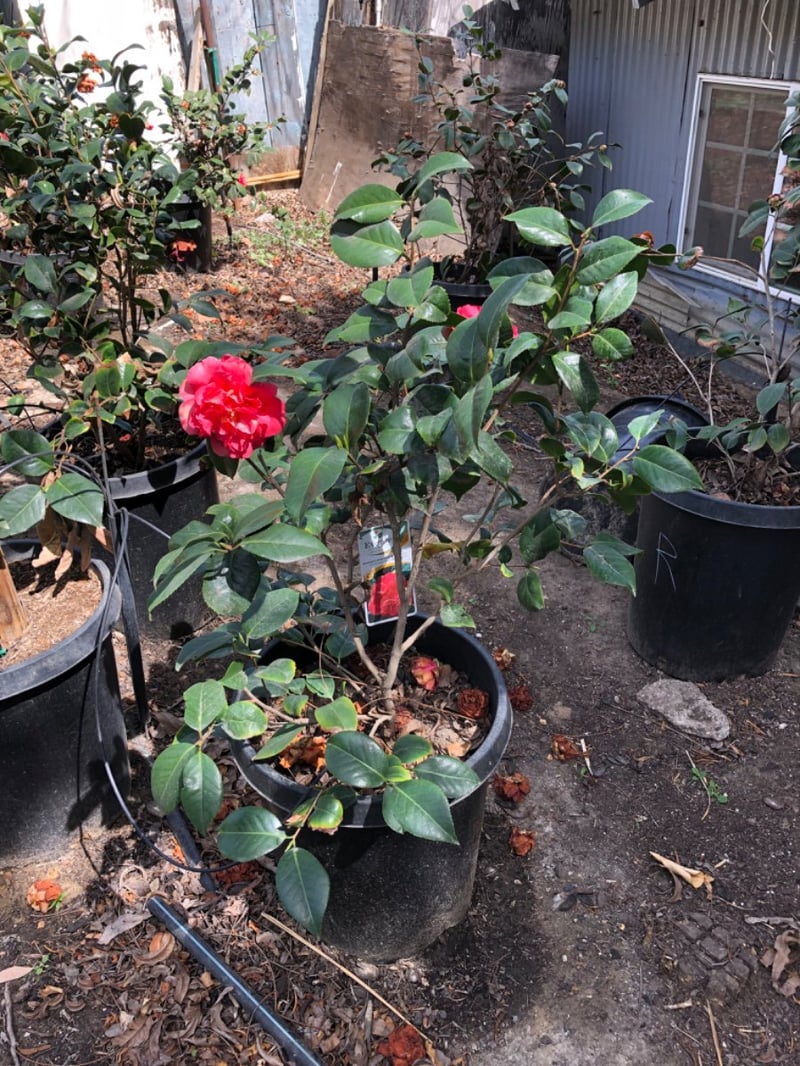 Photo for Camellia japonica (Camellia japonica)