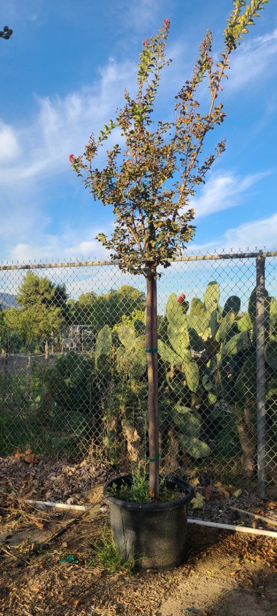 Photo for Lagerstroemia indica 'Watermelon Red' (Watermelon Red Crape Myrtle)