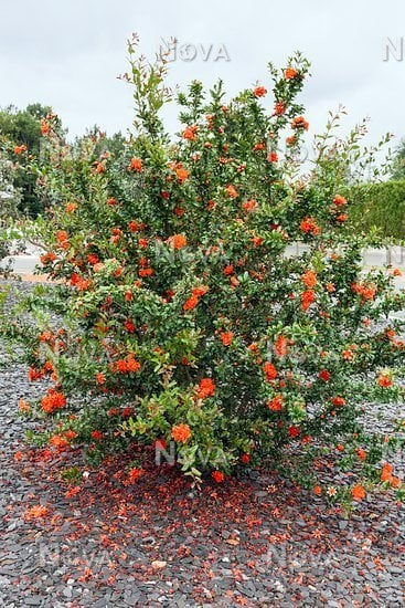 Photo for Punica granatum (Pomegranate)