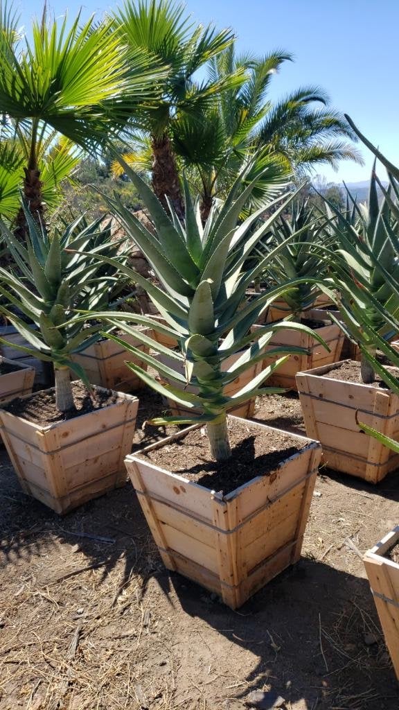 Photo for Aloe 'Hercules' (Hercules Aloe)