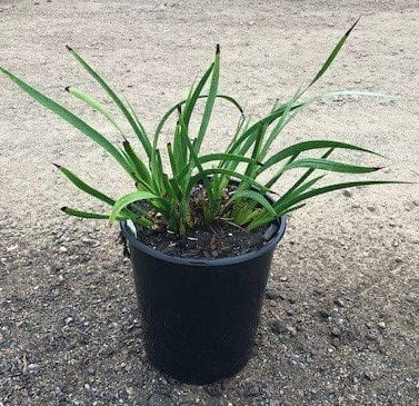 Photo for Anigozanthos 'Yellow Gem' (Red-Yellow Kangaroo Paw )