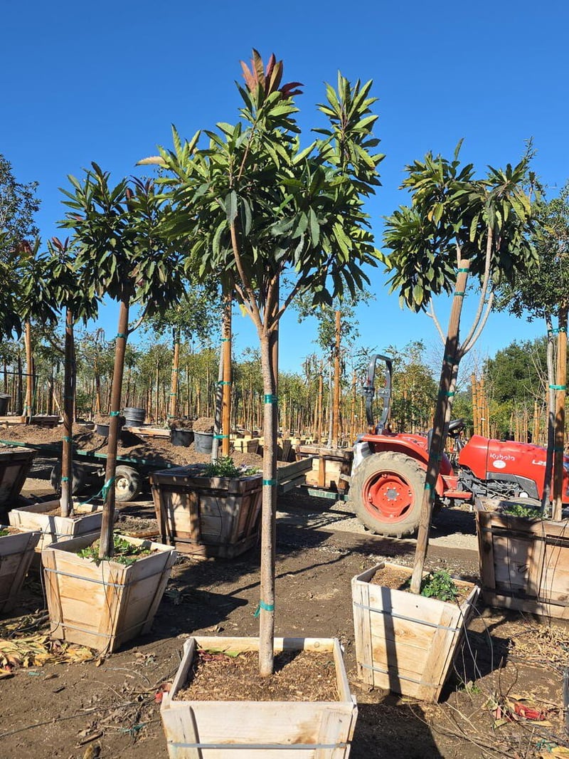 Photo for Eriobotrya deflexa 'Coppertone' (Standard) (Bronze Loquat)