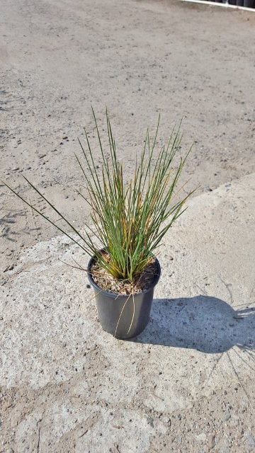 Photo for Juncus acutus ssp. leopoldii (Spiny Rush, Southwestern Spiny Rush)