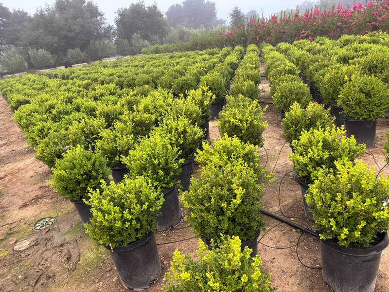Photo for Buxus microphylla japonica (Globe) (Japanese Boxwood Globe)