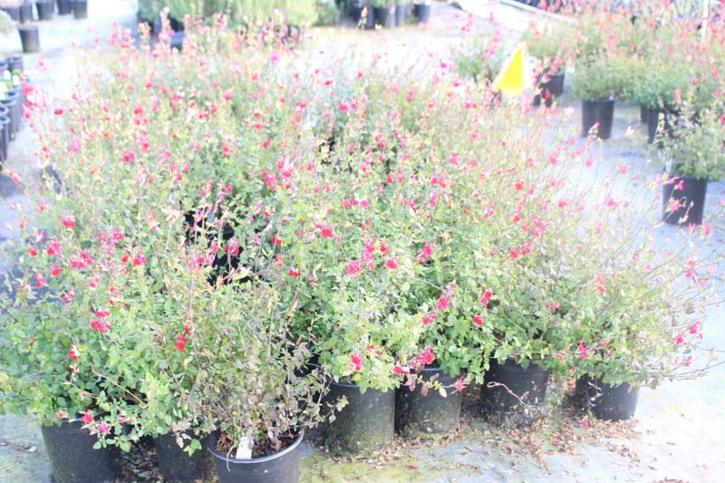 Photo for Salvia microphylla 'Hot Lips' (Hot Lips Sage)